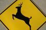 Watch: Deer Sends Cross Country Runner Flying